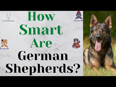 How smart is a German Shepherd dog?