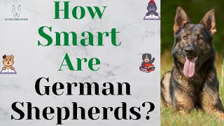How Smart Are German Shepherds?