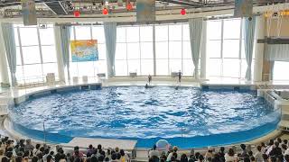 アクアワールド茨城県大洗水族館　イルカ・アシカ　オーシャンライブ　2022.08.14　13:40～