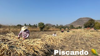 Piscando el maíz en la milpa🌽