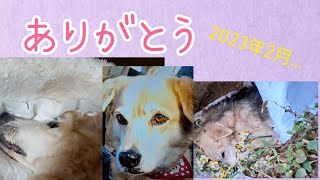 愛犬が天国に旅立ちました。さよなら ゴロー