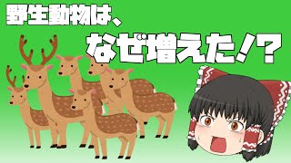 【ゆっくり動物解説】動物が増えすぎた理由　増えすぎた鹿　人里に出没するクマ　田畑を荒らすイノシシ