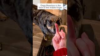 Baby Dogs - Dog Really Hates Middle Finger 🤣🤣 🖕🏻