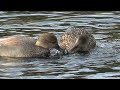 gadwalls and american wigeons at robert s creek 011624