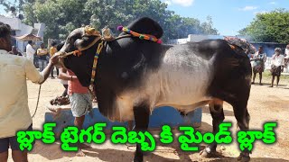 మన బ్లాక్ టైగర్ దెబ్బ కి మైండ్ బ్లాక్, black Tiger పాత వీడియో లింక్ ల కోసం డిస్క్రిప్షన్ లో చూడండి