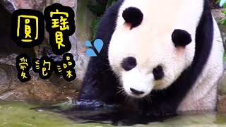 圓寶泡澡好文靜，乖乖巧巧好可愛|熊貓貓熊The Giant Panda Yuan Yuan and Yuan Bao|台北市立動物園