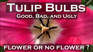 Good, bad, and ugly Tulip bulbs: flower or no flower ?