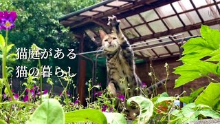 猫が喜ぶ癒しと遊びの空間/猫庭