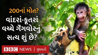 Monkey Dog war : Maharashtra ના ગામમાં વાંદરાં અને કૂતરાં વચ્ચેની Gangwar પાછળ શું હકીકત છે?