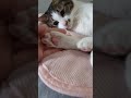 ピンク肉球見学　 shorts 猫 ハチワレ ハチワレ猫 即終了 猫のいる暮らし 猫動画 肉球