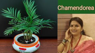 Chamendorea plant|parlour plant|indoor plant|Arecaceae family plant|dwarf areca palm