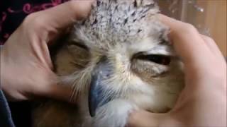 シベリアワシミミズクの雛　ハンバーガー持ち！　((´∀｀))♪   /Let's stroke the owl's chick~