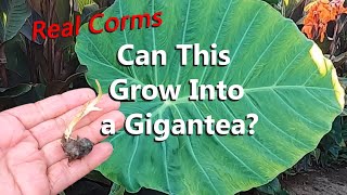 What Do Real Gigantea Corms Look Like? From a Leucocasia Gigantea aka the Colocasia Gigantea