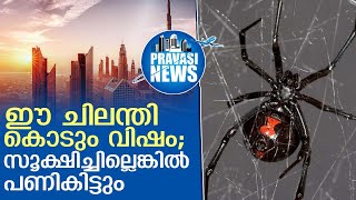 ഈ ചിലന്തി കൊടും വിഷം; മുന്നറിയിപ്പുമായി അധികൃതര്‍  | black widow spiders I  Gulf News