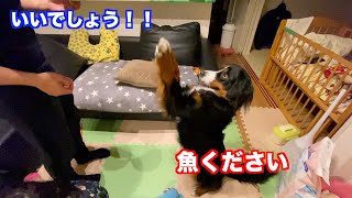 釣りたて新鮮お魚をもらう　バーニーズマウンテンドッグ　 bernese mountain dog