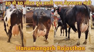 15 से 30 लीटर दूध वाली गाय,पशु मंडी बेहरवाला कलान हनुमानगढ़ राजस्थान #cowfarm #hfcrosscow #dairyfarm