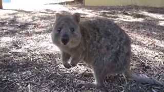 Quokka,rottnest island,クワッカワラビー