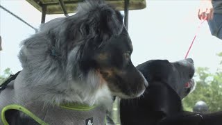 Hurricane pet preparedness