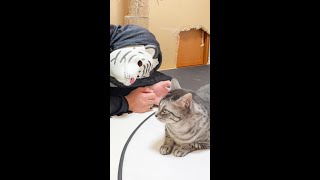 突然不審者に出会ってしまった猫#Shorts