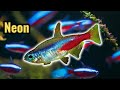 Mastering Neon Tetra Care: Essential Tips for Beginners