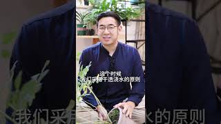 养月季花怎么浇水？