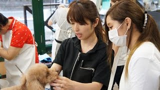 主婦の方がトリマーになるには？学校の通い方は？【犬のトリマーになりたい⑤　＠横浜川崎】