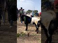 gandhinagar bakra mandi bhopal blackmetal goatfarming bakramandi bakra bakraeid goat eid mandi