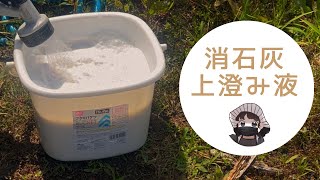 消石灰の上澄み液で消毒とカルシウム補給【消石灰】【上澄み液】【家庭菜園】