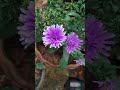 இன்றைய பூ daisy shortsfeed youtubeshorts gardening prettygarden flower ytshorts shorts yt