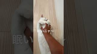 朝は眠いニャ猫#猫動画#cat #猫との暮らし#癒し猫#はちわれ猫