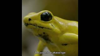 This is the Frog in the Movie Apocalypto: Poison Dart Frog #animals #wildlife