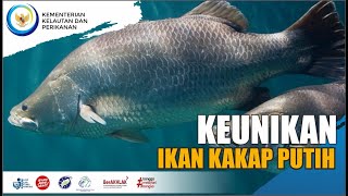 Bisa Berubah Jenis Kelamin | Salah Satu Keunikan Ikan kakap Putih