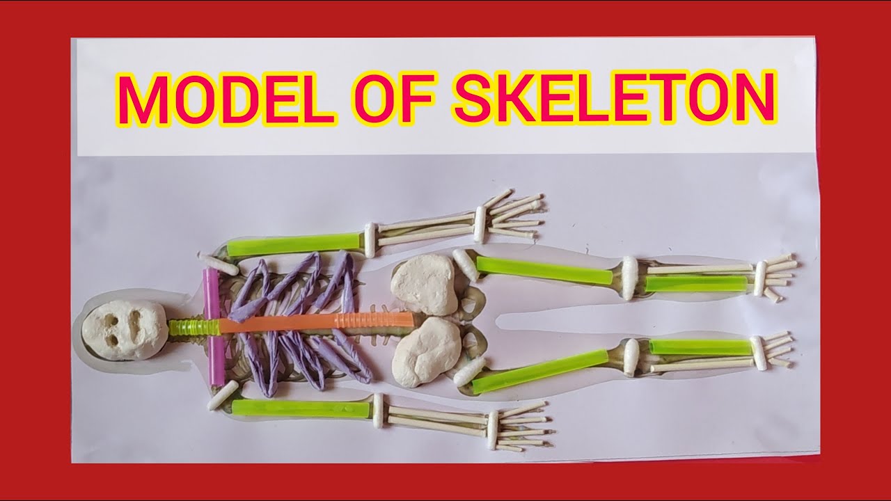 3d Skeletal System Project 3d Model Human Skeleton Organs Lies