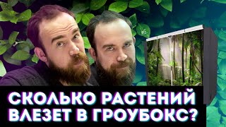 №61 Какое количество растений можно разместить в гроубоксе?