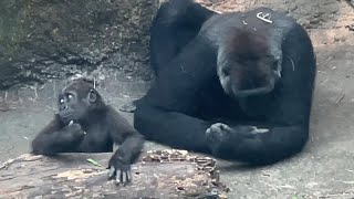 Gorilla お姉ちゃんの前でうろうろするスモモちゃん Wandering around in front of her sister, Sumomo【上野動物園】【ゴリラ】