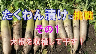 たくわん漬けに挑戦。その１　大根を収穫して干す！