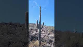 Organ Pipe Cactus National Monument Drive