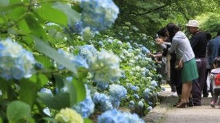 神戸市立森林植物園でアジサイが見ごろ