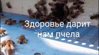 Настойка подмора пчел, приготовление и применение.