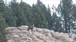 Chamois missed shot. Hunting in Spain