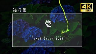 【4K】蛍 2024