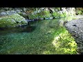 川とセミ　japanese river　nature sound