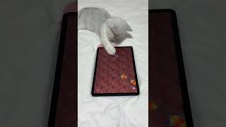 小猫咪玩游戏，有网瘾了怎么办？#猫咪的迷惑行为 #逗猫玩具app