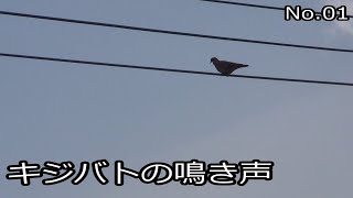 キジバトの鳴き声 No.01 (The Cries of oriental turtle dove)