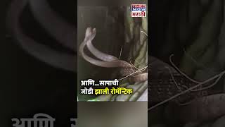 Chandrapur News : आणि...सापाची जोडी झाली रोमॅन्टिक