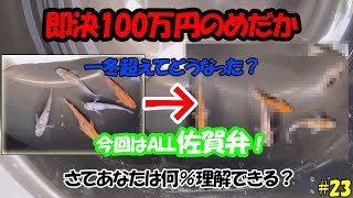 即決100万円のメダカ！一冬超えてどうなった？【ALL佐賀弁バージョン】＃２３ ~美心めだか~