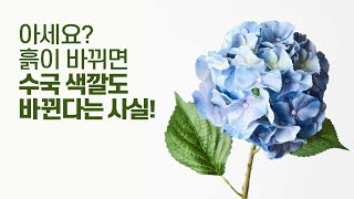 파란 수국 만드는 방법은?