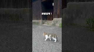 【癒し】可愛いすぎる子猫がキュートなステップで行進！何度も立ち止まって振り返る！