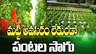 హైడ్రోపోనిక్ సాగు పద్ధతి | Hydroponic Farming | hmtv Agri