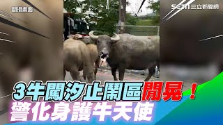 3牛闖汐止鬧區！警化身護牛天使　網笑：人民保母辛苦了｜三立新聞網 SETN.com